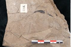 Foto (Detailansicht) von Quercus pseudolonchitis Ettingshausen (NHMW-GEO-2024-0188-7977)